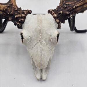 European Resin Deer Skull Wall Decor Antlers Rustic Faux Head Hanging 8Wx7.5L